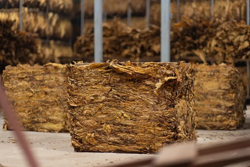 ROC grading shed with cured tobacco handling area